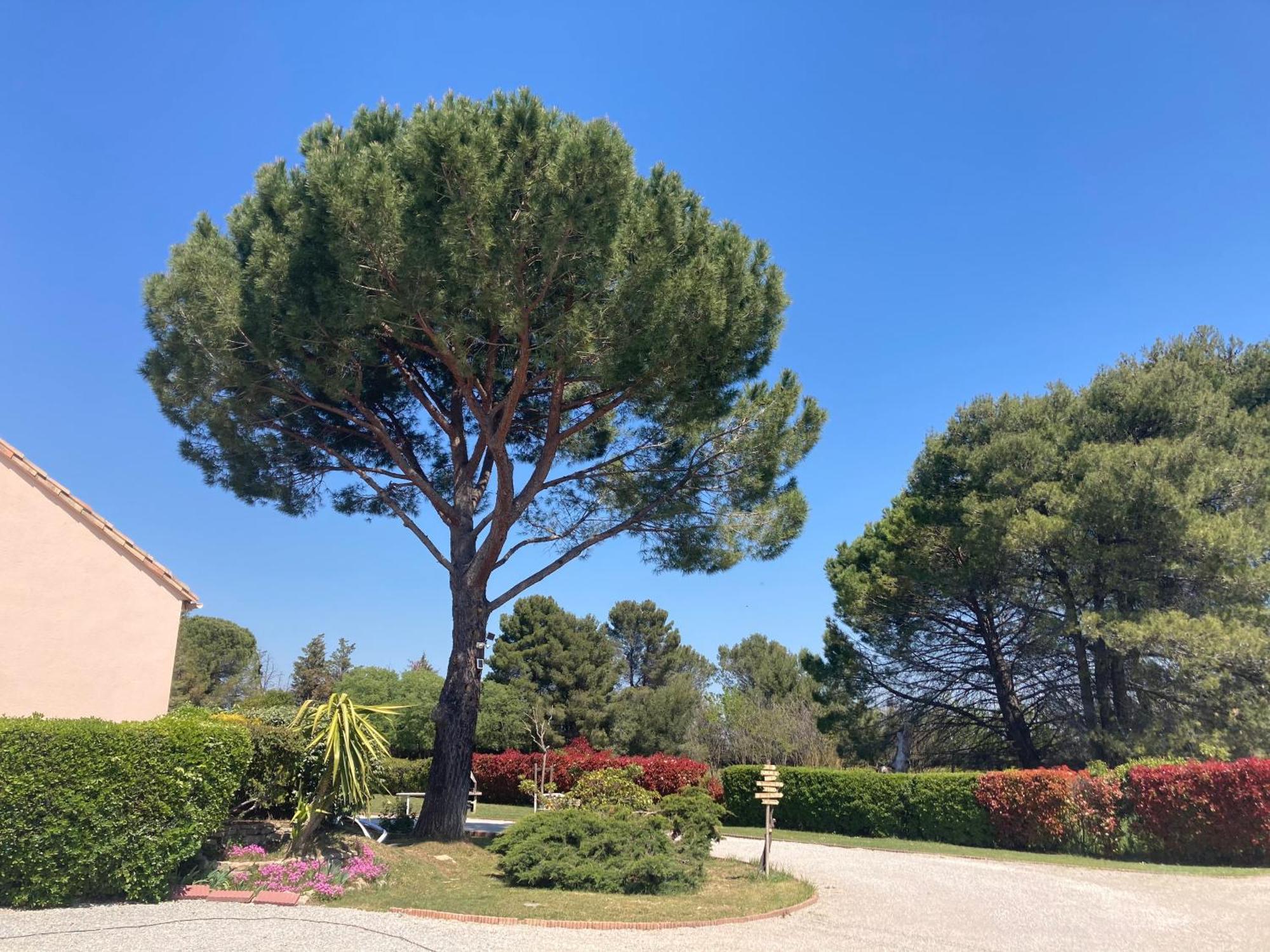 Les Bougainvillees De Camargue Villetelle Exterior photo
